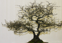 bonsai tree