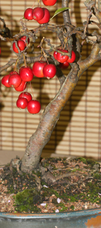 bonsai crab apple tree