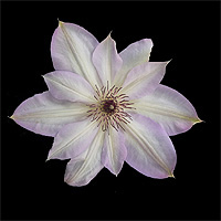 White Clamatis Flower