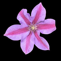 Clematis Flower