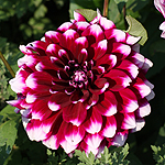 Dahlia Flower Red and White