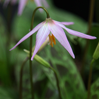 Erythronium revolutum