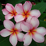 Frangipani Flower 'Wiskers' Courtesy Sacred Garden Rare Plants