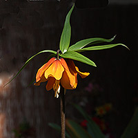 Fritillaria eduardii