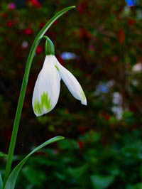 Snowdrop 'Galanthus' Flower