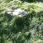 mondo grass and rock from a japanese garden