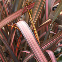 phormium