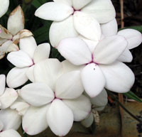 Rhodohypoxis alba