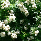 Rose Autumnalis-Ramschatal