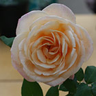 Apricot Netctar Rose Photograph