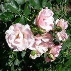Rosendorp Sparishoop Rose Photograph