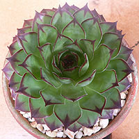 Sempervivum Plant