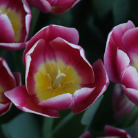 Tulip Flower Mauve