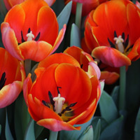 Tulip Flower orange