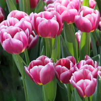 Tulip Flower Pink