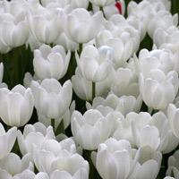 Tulip Flower White