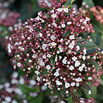 Viburnum tinus