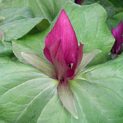 Trillium-chloropetalum