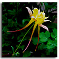 Aquilegia