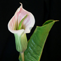 arisaema