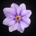 clematis hybrid