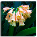 clivia nobilis