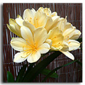cream clivia