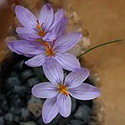 crocus-longifolius-v-mellitensis