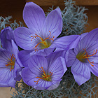 crocus-speciosus