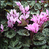 cyclamen flowers