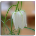 fritillaria-meleagris-white