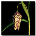 fritillaria-meleagris
