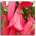 lapageria rosea