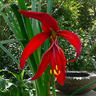sprekelia