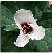 trillium flower