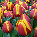 tulip flowers red and yellow