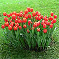 red tulip flowers