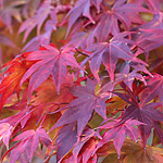 Acer palmatum Osakazuki Autumn Foliage