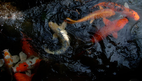 Koi Fish (Japanese Koi Fish)