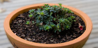 Small Terracotta Pot