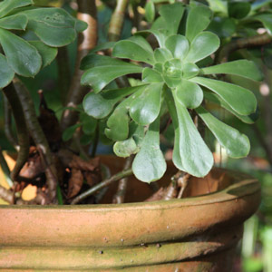 Terracotta Pot