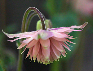 Aquilegia barlows doubles