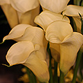 Calla Lily Yellow Flower