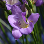 Lilac Freesia Flower