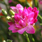 Pink Freesia Flower