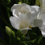 Freesia white flower