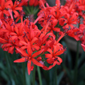 Nerine Fothergill-Major Flower