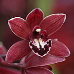 Cymbidium-Orchid-Flower-Cherry-Cola