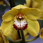 Cymbidium-Orchid-Flower-Coraki-Gold-Kimberly