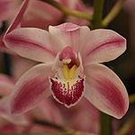 Cymbidium-Orchid-Flower-Gleneagle-Cooksbridge-Advent